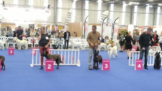 Championnats de France de Conformité au standard à Nantes