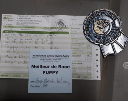 Exposition canine Nationale Spéciale Berger Hollandais - LE MANS
