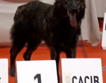 EXPOSITION INTERNATIONALE CANINE NANTES