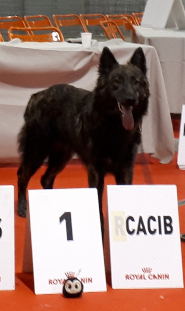 EXPOSITION INTERNATIONALE CANINE NANTES