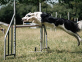 CONCOURS INTERNE AGILITY LITTLE HOOK 07 JUIN 2026