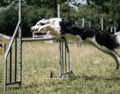 CONCOURS INTERNE AGILITY LITTLE HOOK 07 JUIN 2026